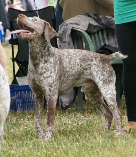 Braque du Bourbonnais — photo de la race de chien originaire de France (1)