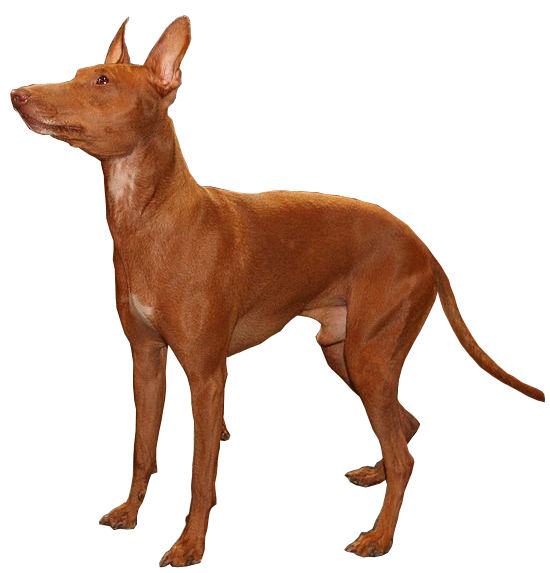 Cirneco de l’Etna — photo de la race de chien originaire de Italie (6)