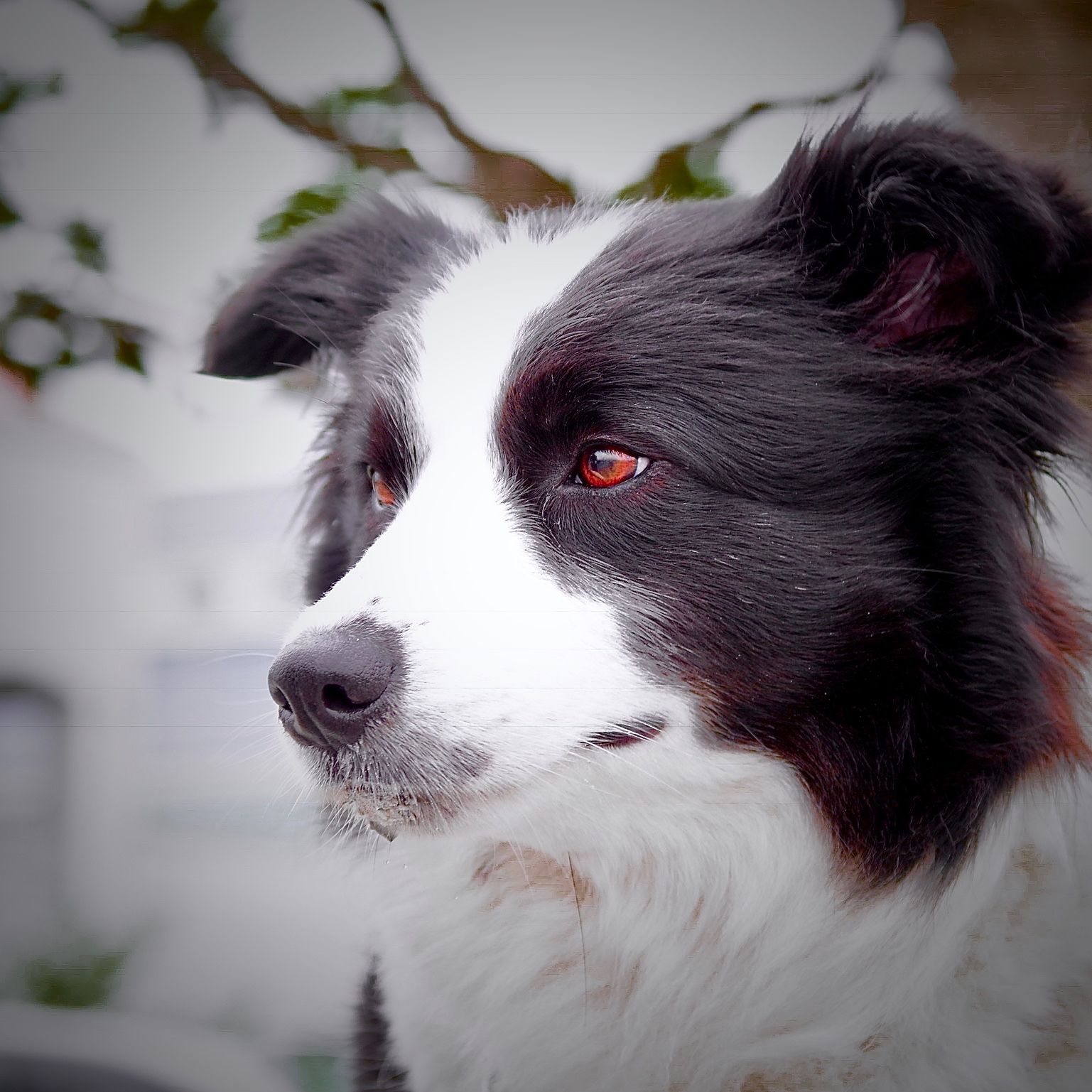 Border collie — race de chien
