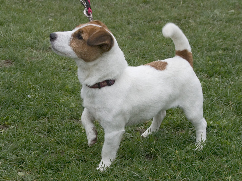 Jack Russel — photo de la race de chien originaire de Royaume-Uni (4)