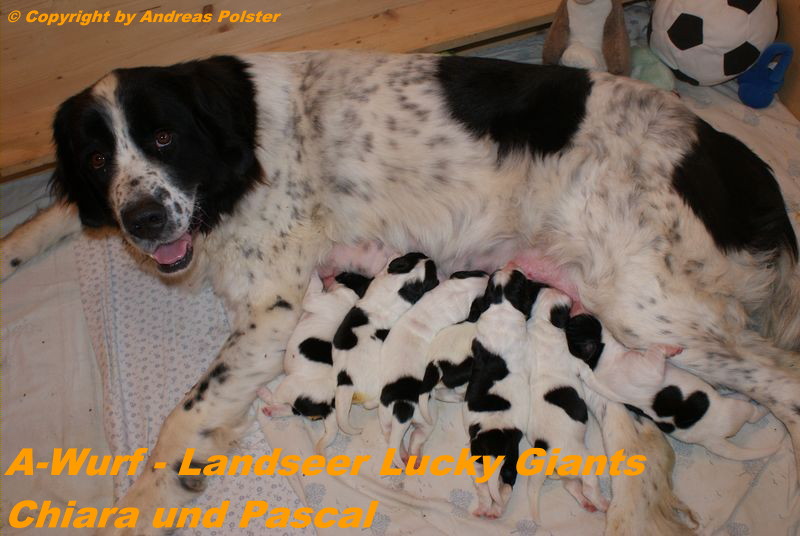 Landseer — photo de la race de chien originaire de Royaume-Uni (3)