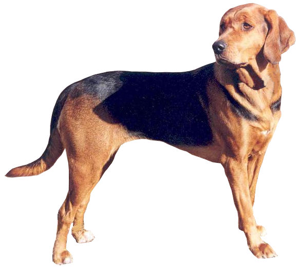 Brachet polonais — photo de la race de chien originaire de Pologne (1)