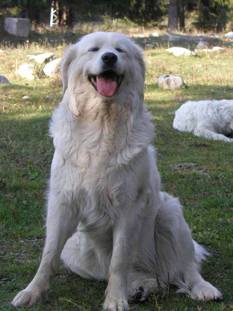 Slovensky cuvac — photo de la race de chien originaire de Tchécoslovaquie (2)