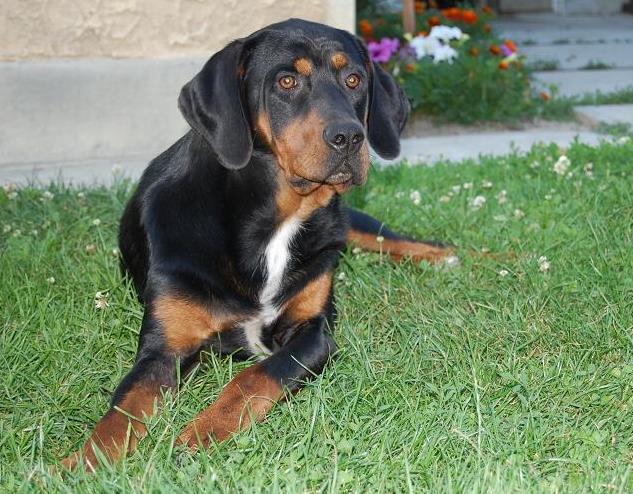 Chien courant de Transylvanie — photo de la race de chien originaire de Hongrie (3)