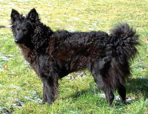 Mudi — photo de la race de chien originaire de Hongrie (2)