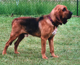 Chien de Saint-Hubert