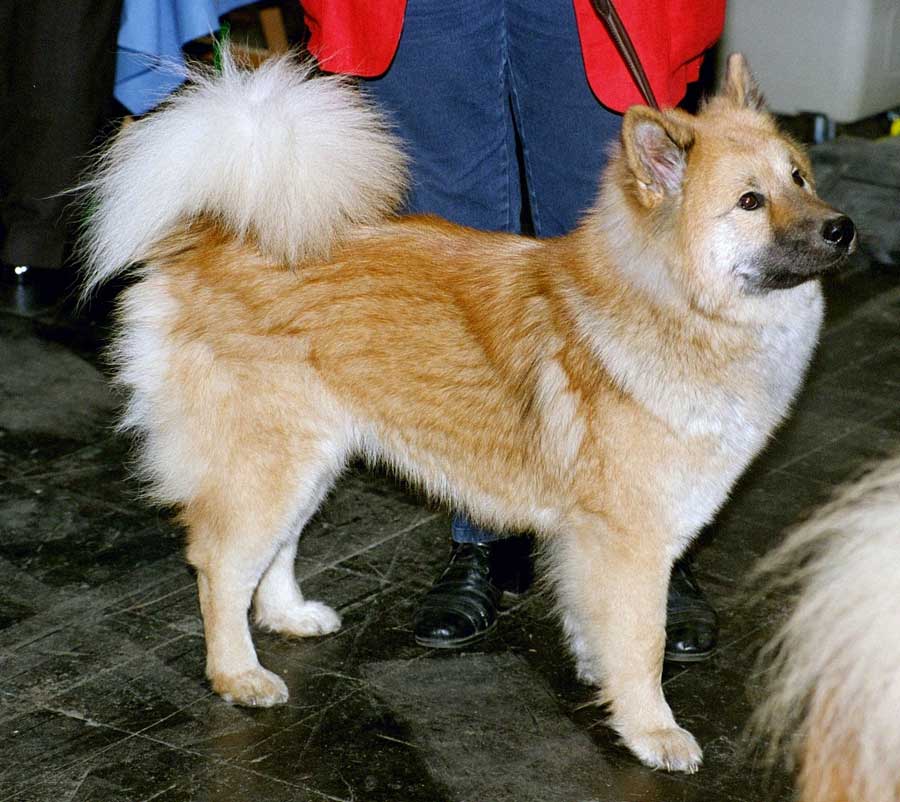 Hokkaido Ken — photo de la race de chien originaire de Japon (1)