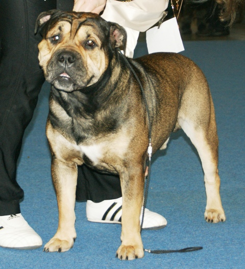 Dogue de Majorque — photo de la race de chien originaire de Majorque, Espagne (6)