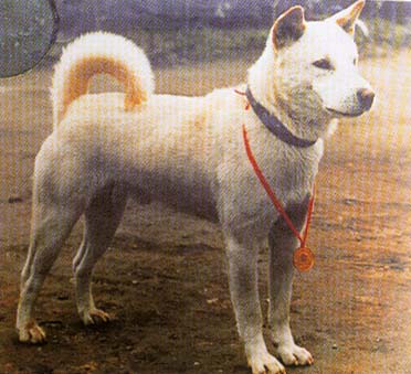 Jindo coréen — photo de la race de chien originaire de Corée du Sud (2)