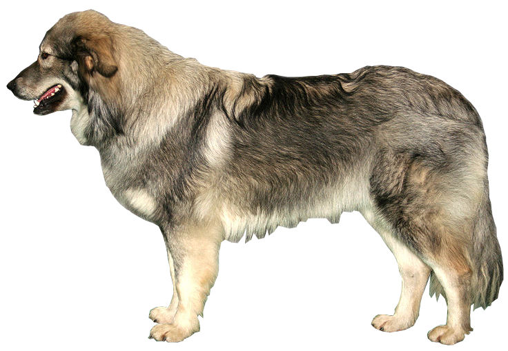 Berger du Karst — photo de la race de chien originaire de Slovénie (1)