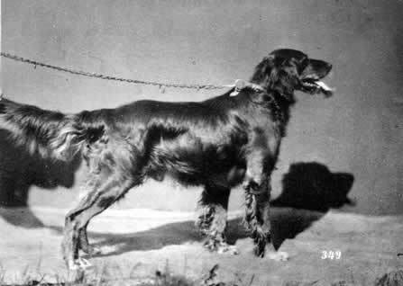 Setter irlandais — photo de la race de chien originaire de Irlande (2)