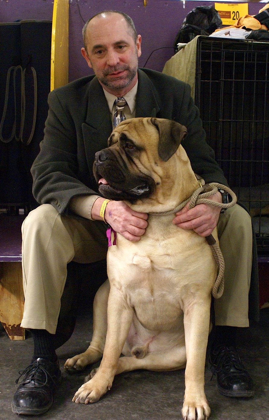 Mastiff — photo de la race de chien originaire de Angleterre (4)