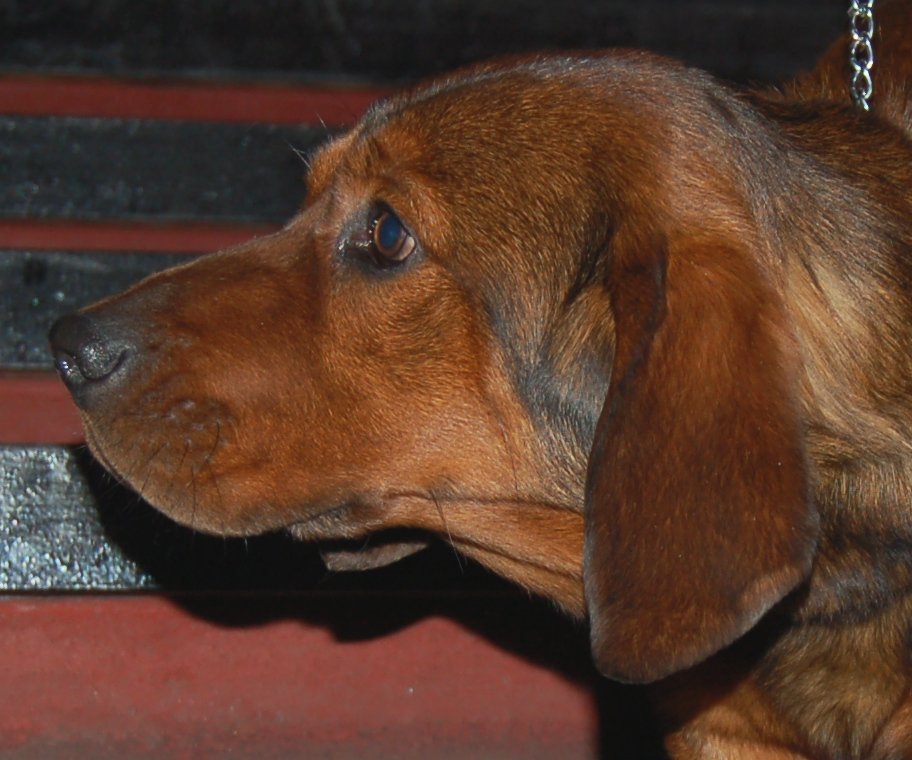 Basset des Alpes — photo de la race de chien originaire de Autriche (5)