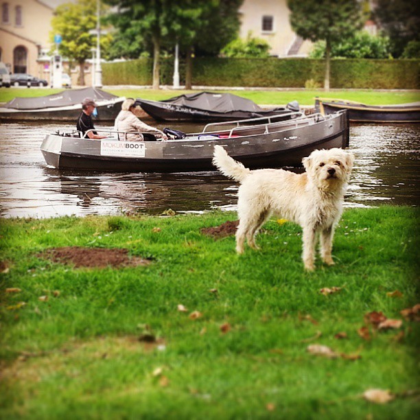 Smous des Pays-Bas — photo de la race de chien originaire de Pays-Bas (4)