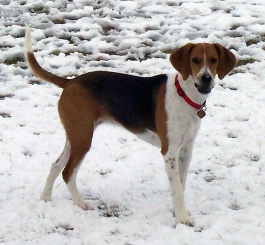 Harrier — photo de la race de chien originaire de Royaume-Uni (6)