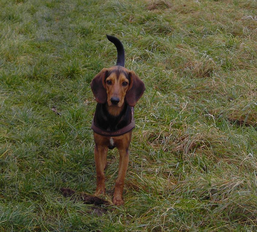 Chien courant grec — photo de la race de chien originaire de Grèce (6)