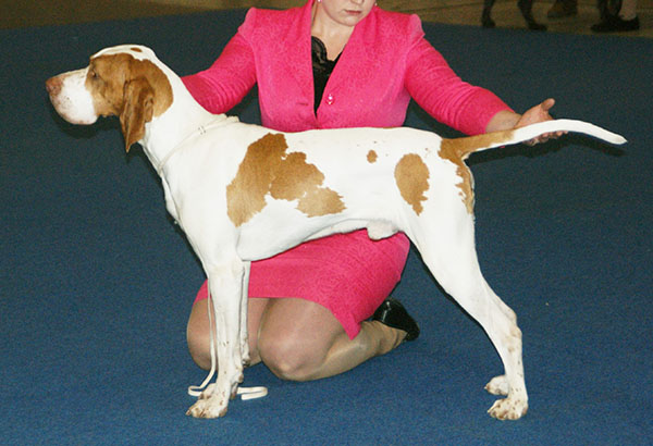 Braque de l’Ariège — photo de la race de chien originaire de France (1)