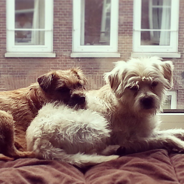 Smous des Pays-Bas — photo de la race de chien originaire de Pays-Bas (2)