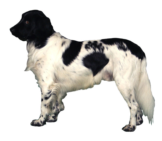 Stabyhoun — photo de la race de chien originaire de Pays-Bas (6)