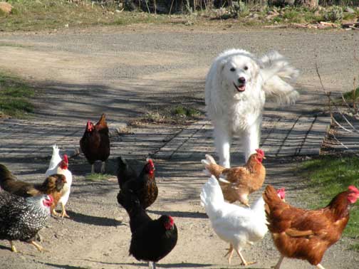 Kuvasz — photo de la race de chien originaire de Hongrie (6)