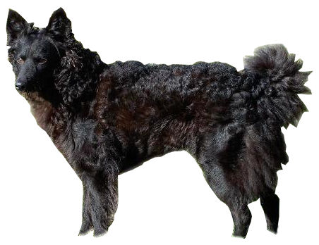Mudi — photo de la race de chien originaire de Hongrie (6)