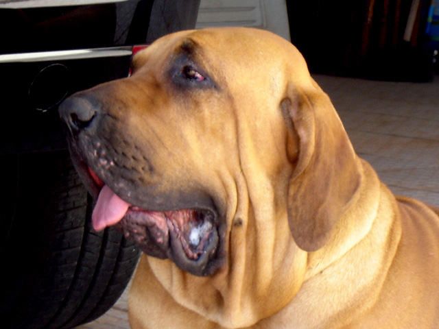 Fila Brasileiro — photo de la race de chien originaire de Brésil (2)
