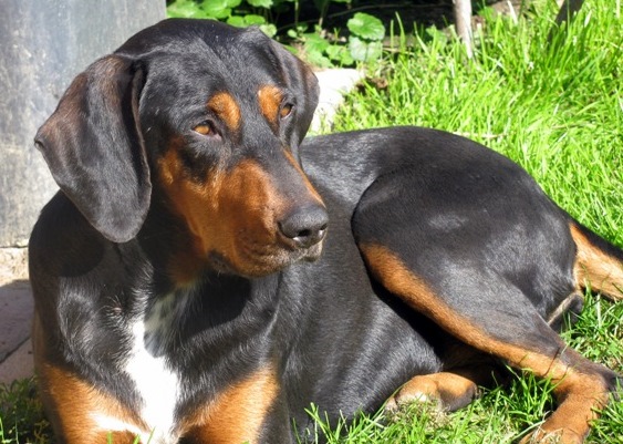 Chien courant de Transylvanie — photo de la race de chien originaire de Hongrie (5)