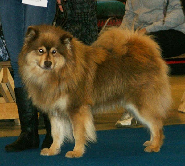 Chien finnois de Laponie — photo de la race de chien originaire de Finlande (4)