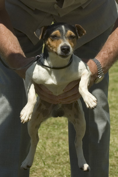 Parson Russell Terrier — photo de la race de chien originaire de Royaume-Uni (5)