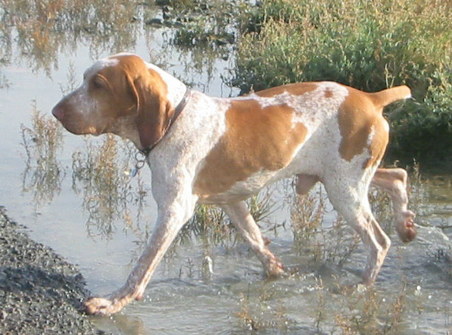 Braque italien — photo de la race de chien originaire de Italie (4)