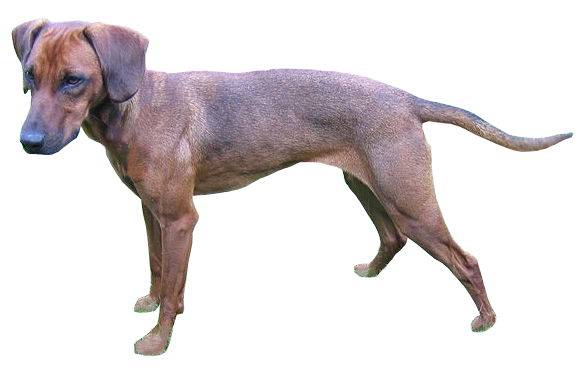 Brachet autrichien — photo de la race de chien originaire de Autriche (4)