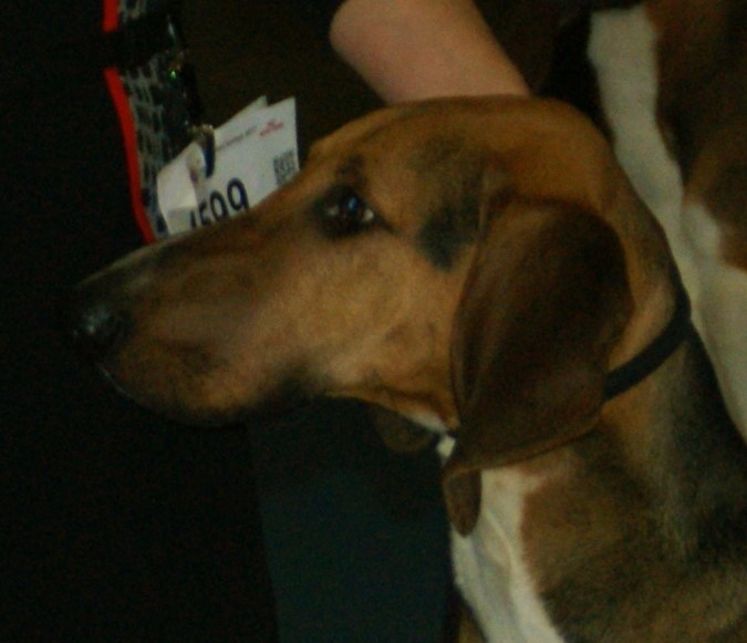 Poitevin — photo de la race de chien originaire de France (5)