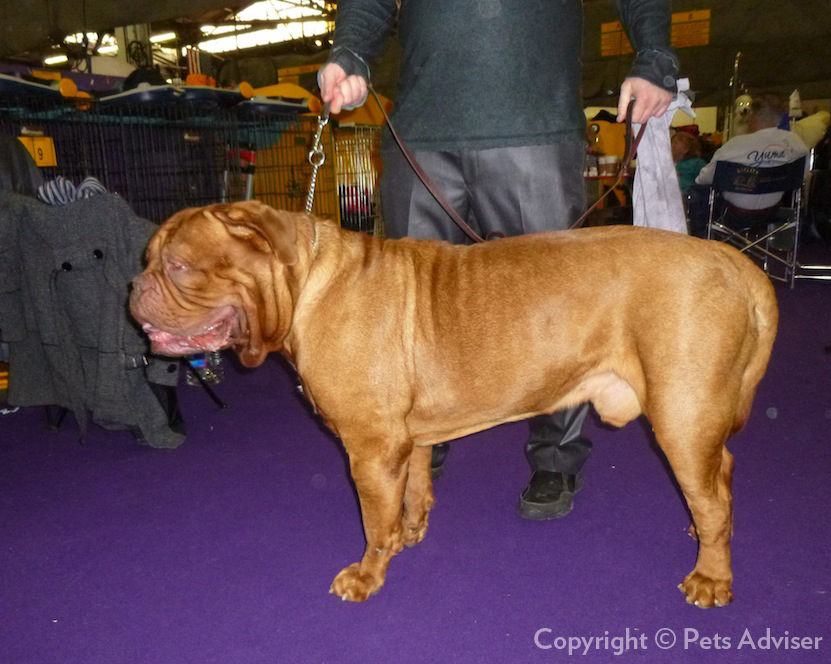 Dogue de Bordeaux — photo de la race de chien originaire de France (1)