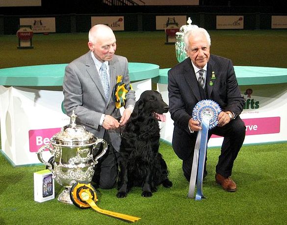 Flat-Coated Retriever — photo de la race de chien originaire de Royaume-Uni (3)