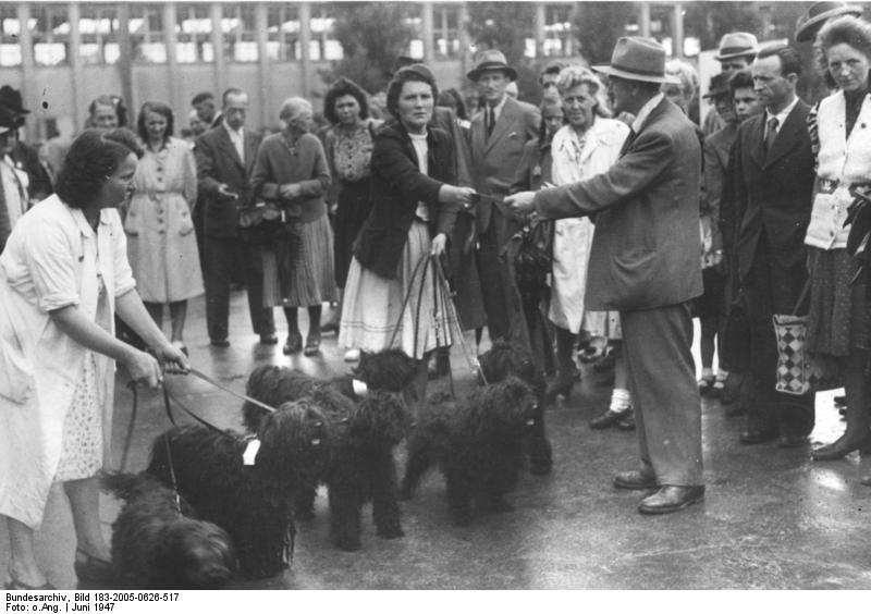 Puli — photo de la race de chien originaire de Hongrie (2)