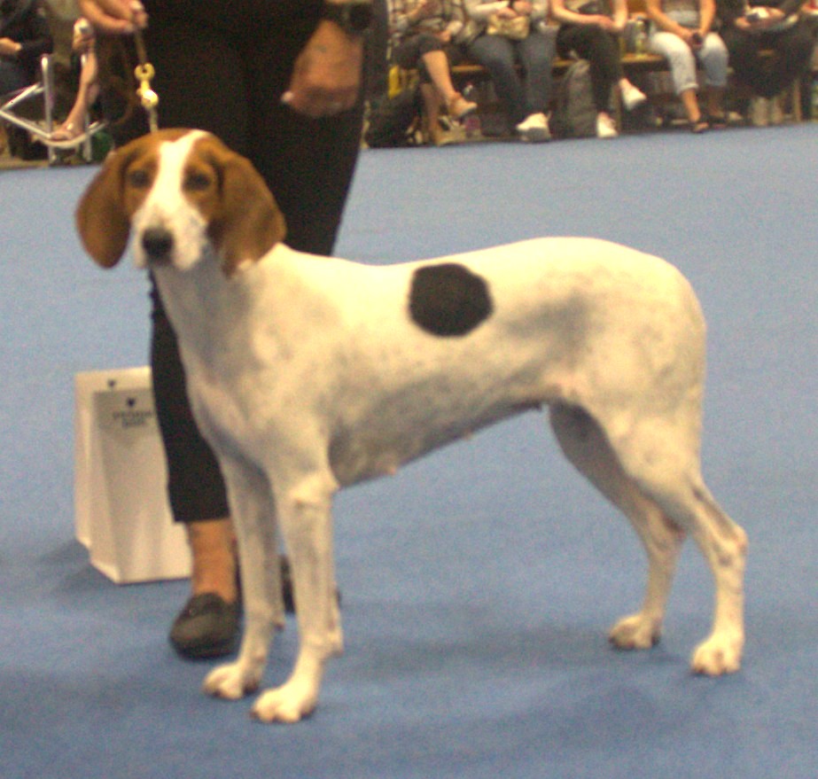 Chien courant de Halden — photo de la race de chien originaire de Norvège (3)