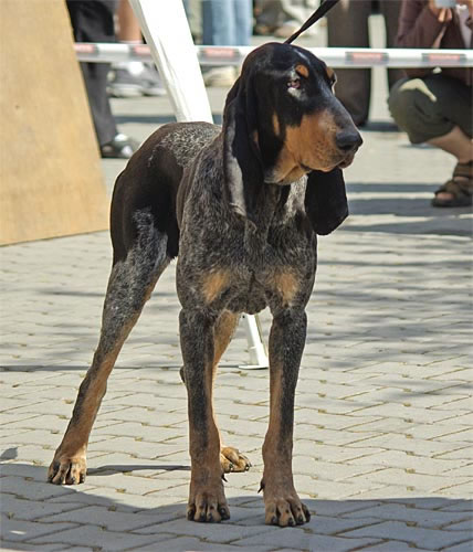 Petit bleu de Gascogne — photo de la race de chien originaire de France (5)