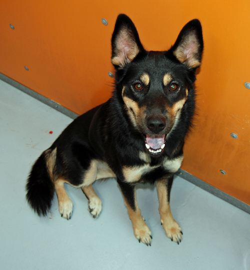 Kelpie australien — photo de la race de chien originaire de Australie (5)