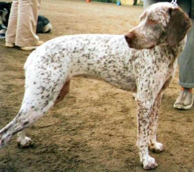 Braque du Bourbonnais — photo de la race de chien originaire de France (2)