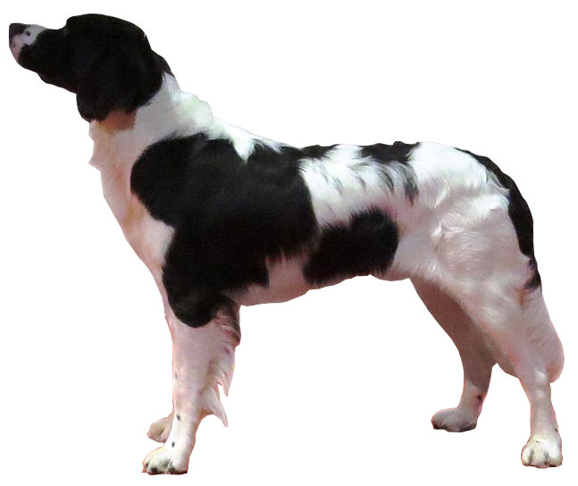 Epagneul à perdrix de Drente — photo de la race de chien originaire de Pays-Bas (1)