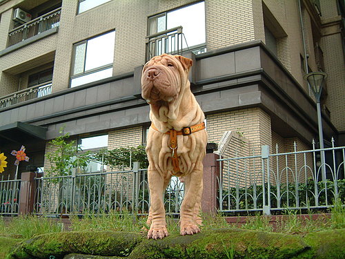 Shar Pei — photo de la race de chien originaire de République populaire de Chine (5)