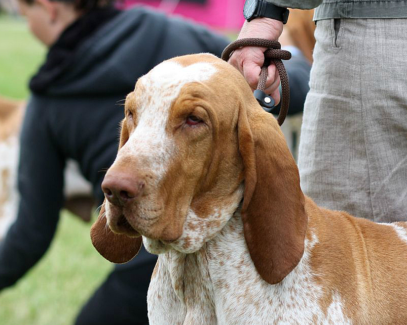 Braque italien — photo de la race de chien originaire de Italie (5)