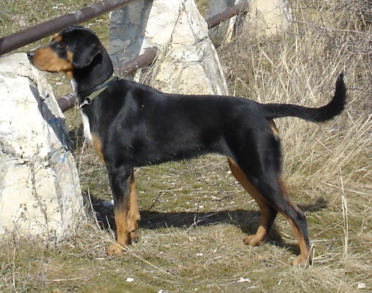 Chien courant de Transylvanie — photo de la race de chien originaire de Hongrie (4)