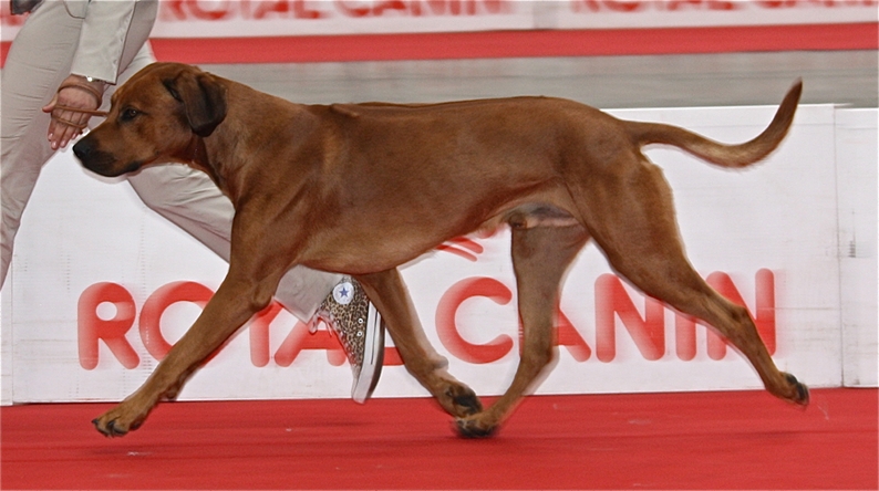 Rhodesian Ridgeback — photo de la race de chien originaire de Rhodésie (5)