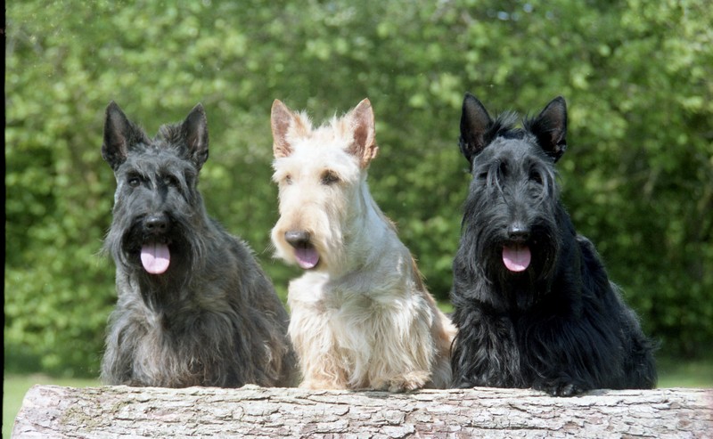Scottish Terrier — photo de la race de chien originaire de Écosse (3)