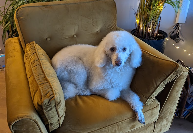 Mudi — photo de la race de chien originaire de Hongrie (3)