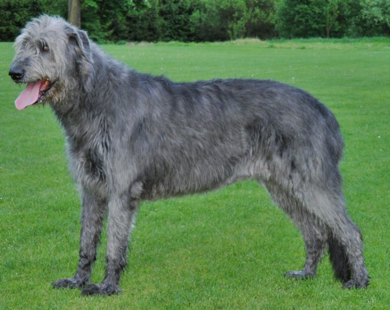 Lévrier irlandais — photo de la race de chien originaire de Irlande (1)