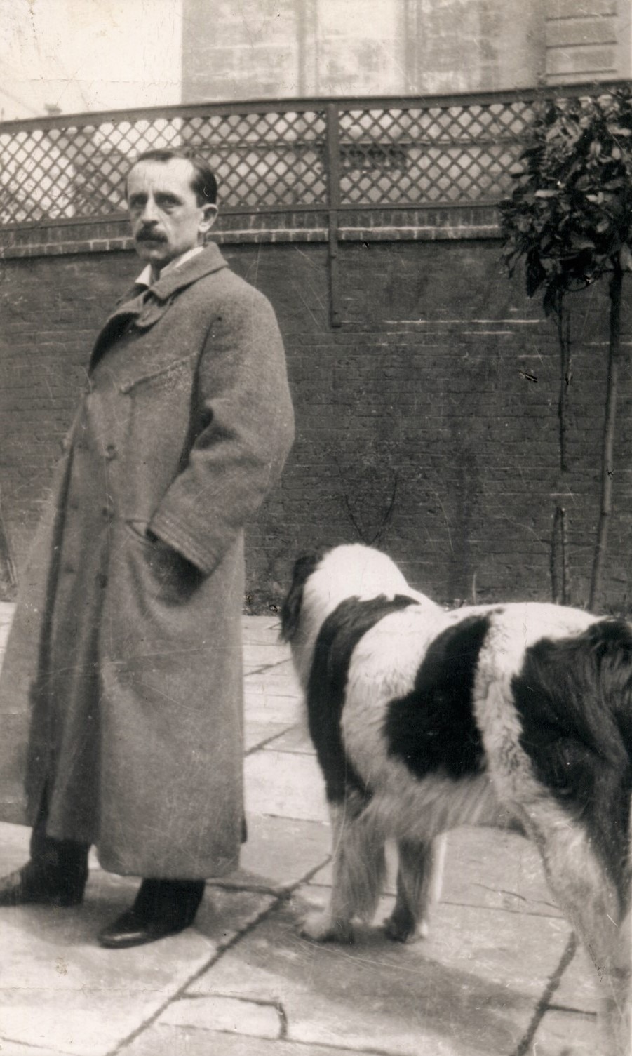 Terre-neuve — photo de la race de chien originaire de Canada (1)