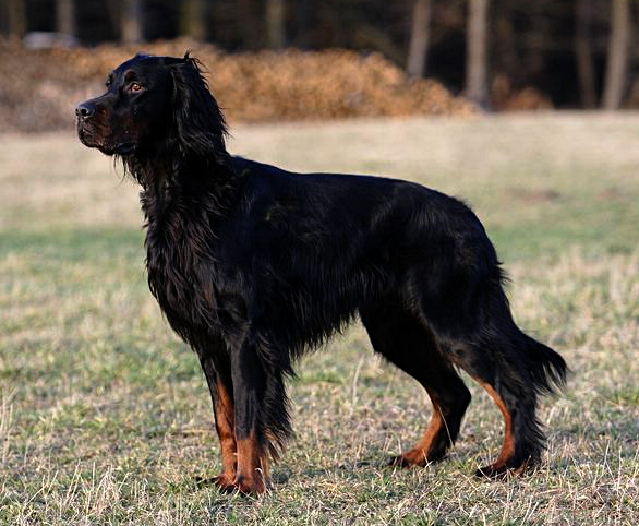 Setter Gordon — photo de la race de chien originaire de Écosse (3)