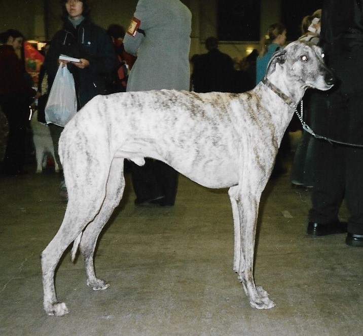 Sloughi — photo de la race de chien originaire de Afrique du Nord (4)